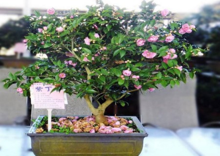 盆栽丁香花如何管理
