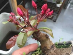 盆栽海棠的养殖方法