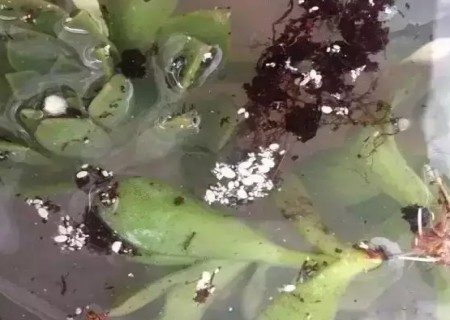 多肉长虫子怎么办