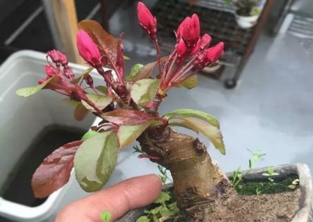 盆栽海棠的养殖方法