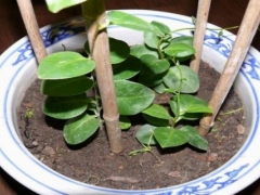 藤三七的养殖方法