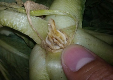 盆栽白菜烂根2