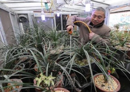 盆栽兰花怎么养