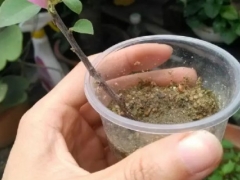 盆栽三角梅培育方法图解
