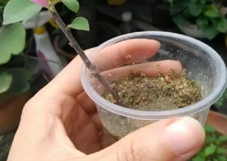 盆栽三角梅培育方法1