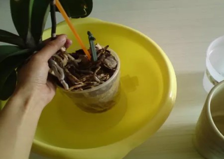 蝴蝶兰怎么换盆1