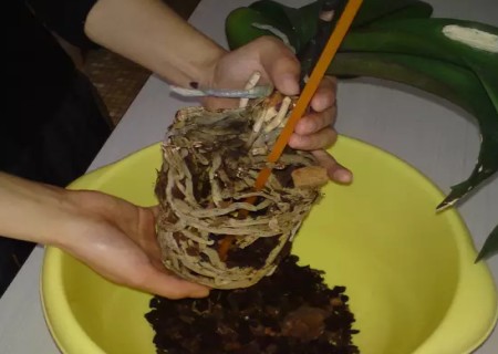 蝴蝶兰怎么换盆2
