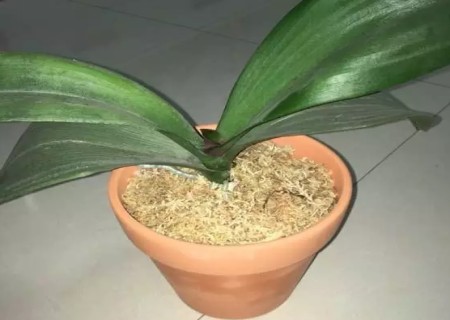 蝴蝶兰怎么换水苔5