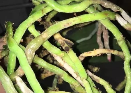 蝴蝶兰怎么换水苔1