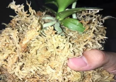 蝴蝶兰怎么换水苔4