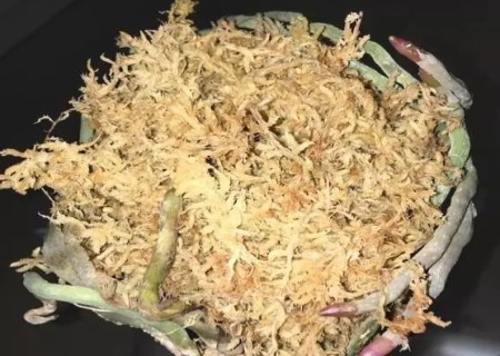 蝴蝶兰怎么换水苔3