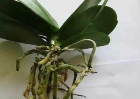 怎样用水苔养蝴蝶兰4