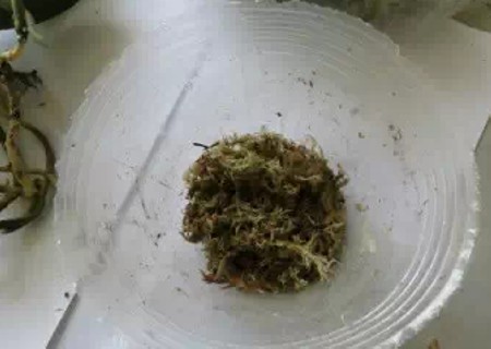 怎样用水苔养蝴蝶兰6