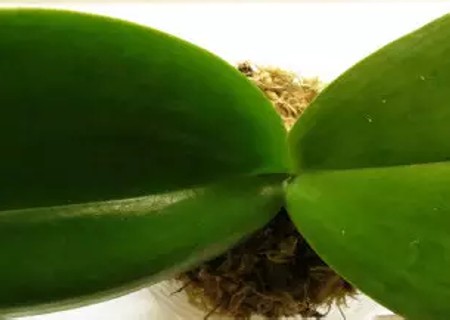 怎样用水苔养蝴蝶兰9