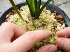 怎样用水苔养蝴蝶兰