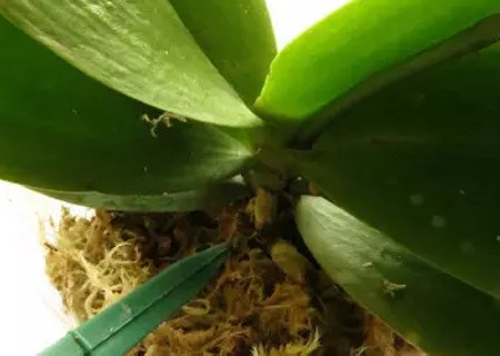 怎样用水苔养蝴蝶兰8