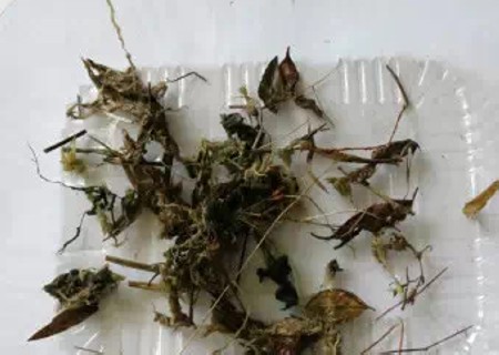 怎样用水苔养蝴蝶兰2