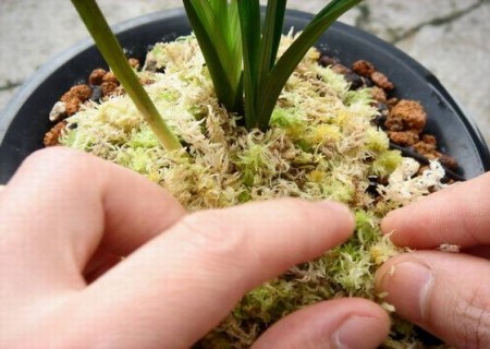 怎样用水苔养蝴蝶兰