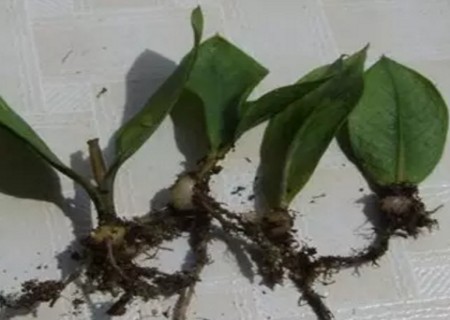 盆栽金钱树怎么分盆2