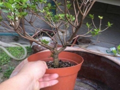 杜鹃花的换盆方法和注意事项