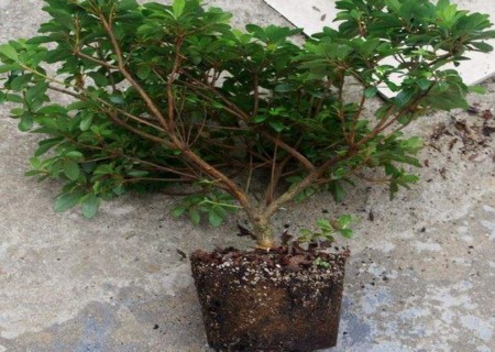 杜鹃花的换盆方法2