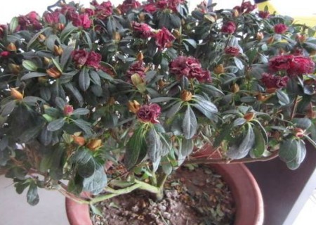 盆栽杜鹃花掉叶子怎么办