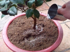 盆栽茶花怎么换盆图解