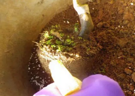 盆栽茶花怎么换盆3