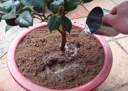 盆栽茶花怎么换盆图解