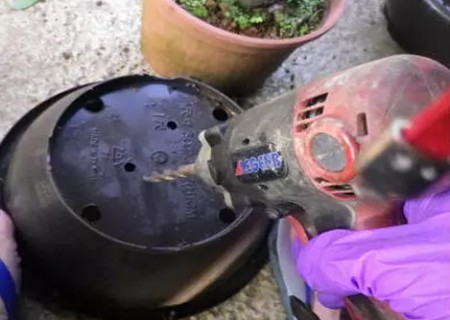 盆栽茶花怎么换盆5