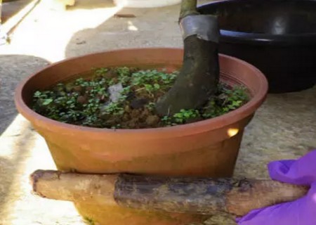 盆栽茶花怎么换盆1