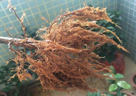 茶花换盆洗根技术3