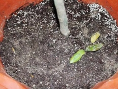 盆栽茶花掉叶子该怎么办