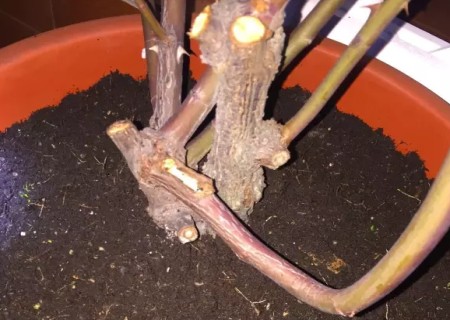 月季怎么换盆的方法11