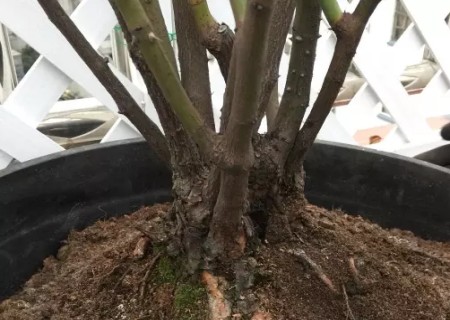 月季怎么换盆的方法8