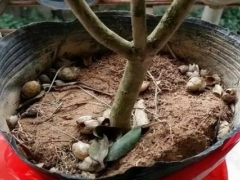 盆栽茶花为什么落蕾