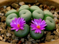 生石花怎么养