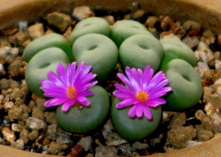 生石花怎么养