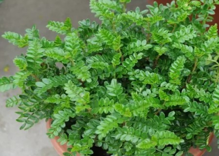 清香木换盆方法