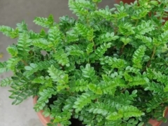 清香木换盆方法