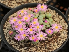 生石花夏天怎么养