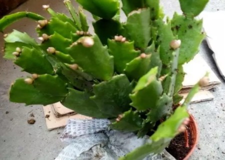 蟹爪兰的换盆方法1