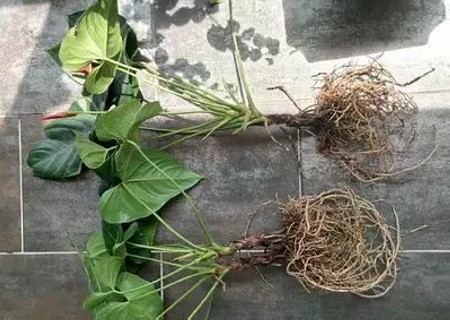红掌的换盆方法4