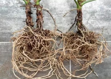 红掌的换盆方法5
