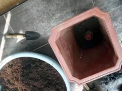 红掌的换盆方法和注意事项