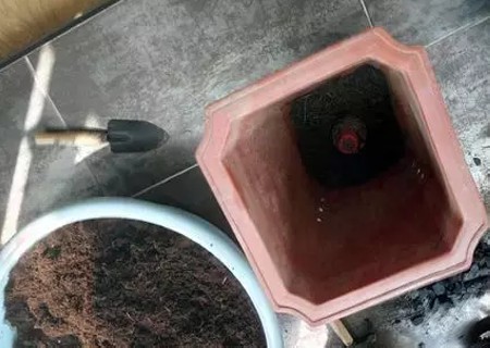 红掌的换盆方法1