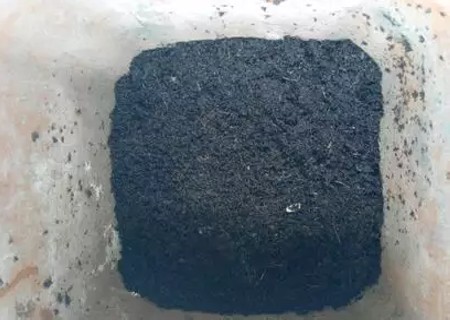 红掌的换盆方法2