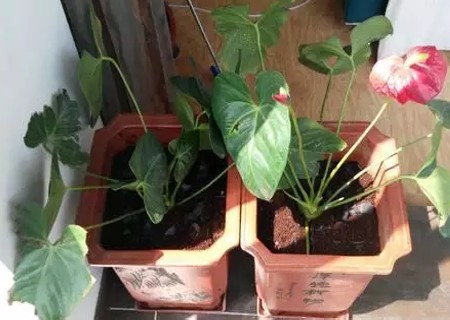 红掌的换盆方法8