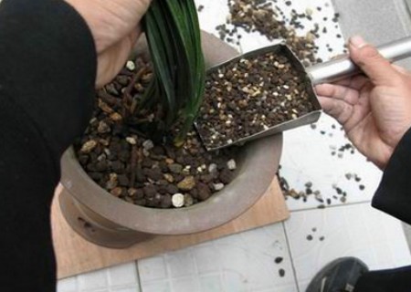 兰花怎么翻盆14