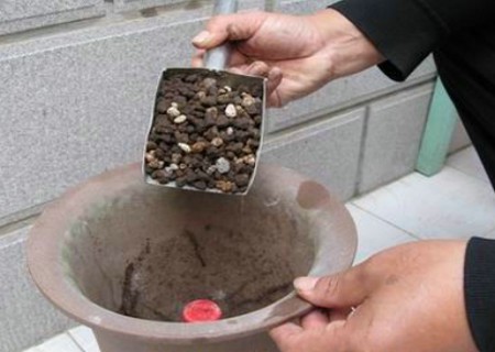 兰花怎么翻盆7